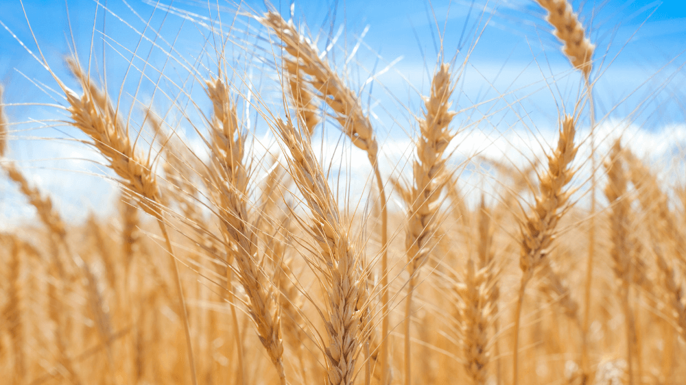 Why is Gluten Intolerance on the Rise?