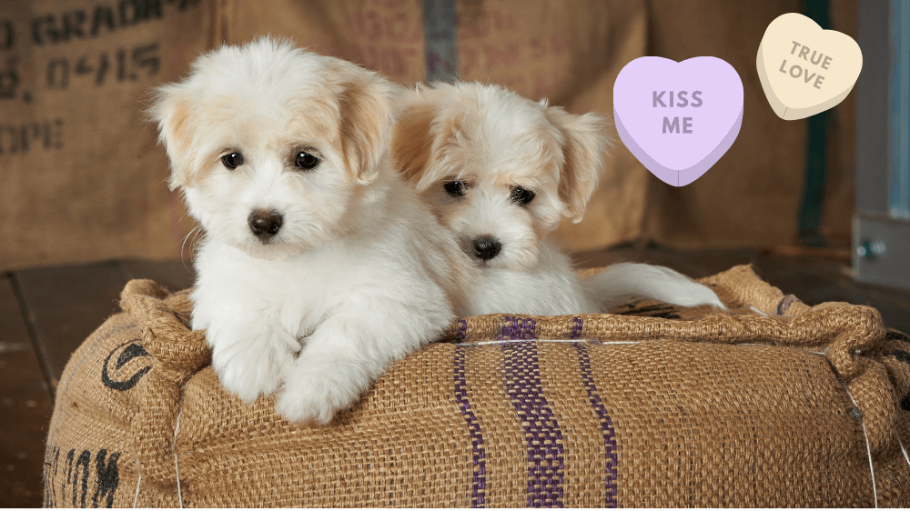 The Best Valentine’s Day Gift for Dogs