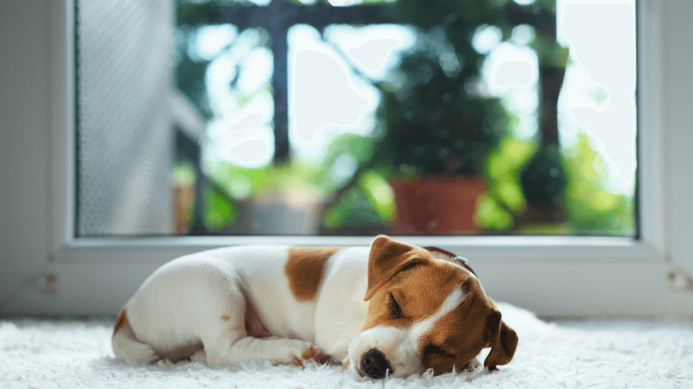 3 Key Tips: Caring for your New Puppy