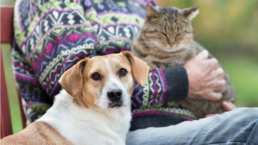 Senior Pet Care 101 | HomeDNA