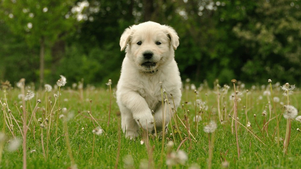 Keeping your Dog Safe Outdoors