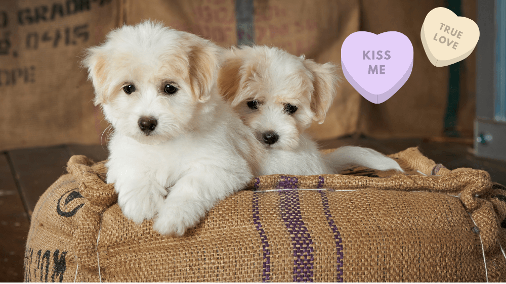 The Best Valentine’s Day Gift for Dogs 