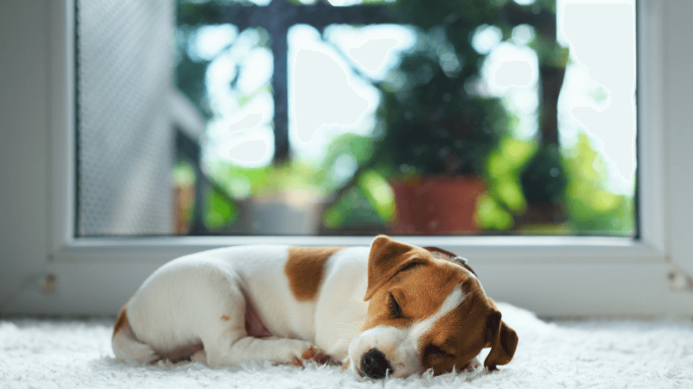 blog-3-key-tips-caring-new-puppy