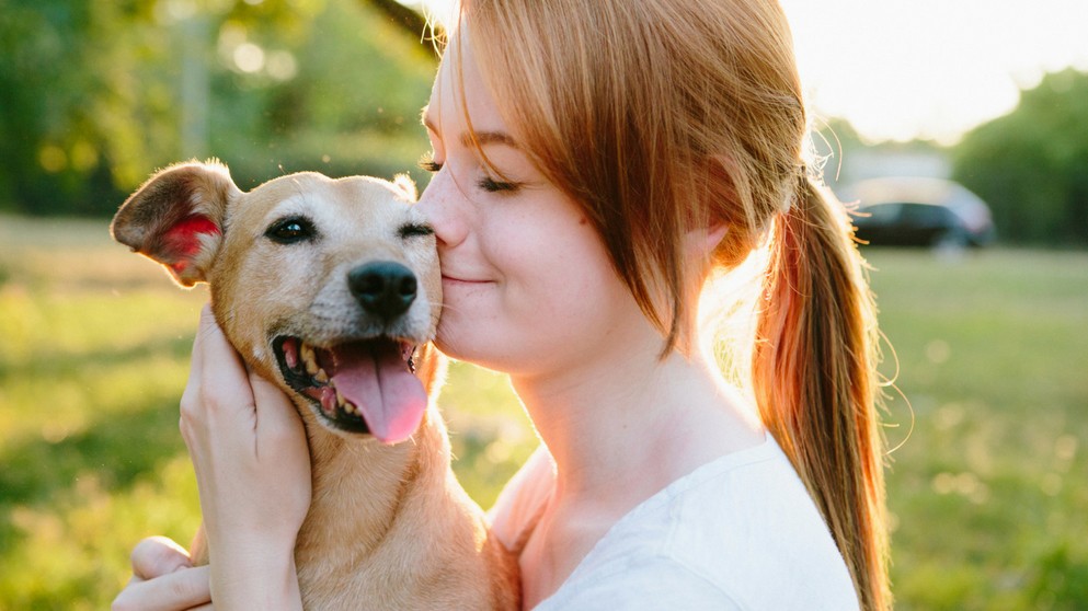 How to tell what sales breed a dog is